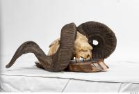 mouflon skull 0027